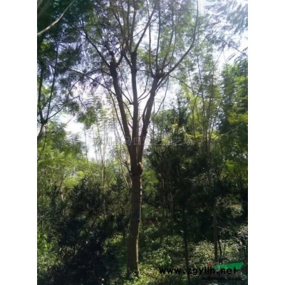 老人葵 （华棕）供应/老人葵 （华棕）图片