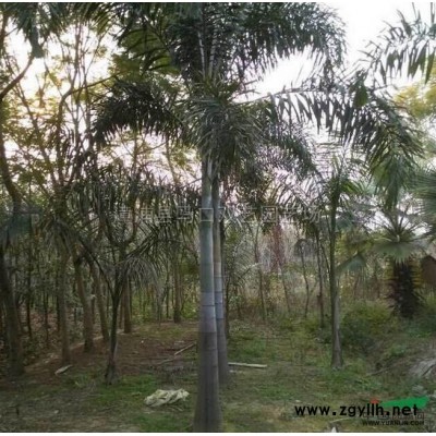 老人葵2*新价格/老人葵2报价