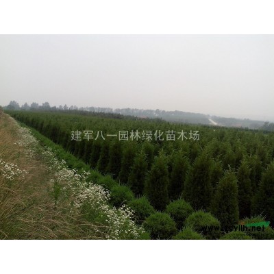 江苏[产品]/江苏蜀桧 塔柏 价格/报价