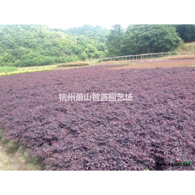 毛娟色快苗