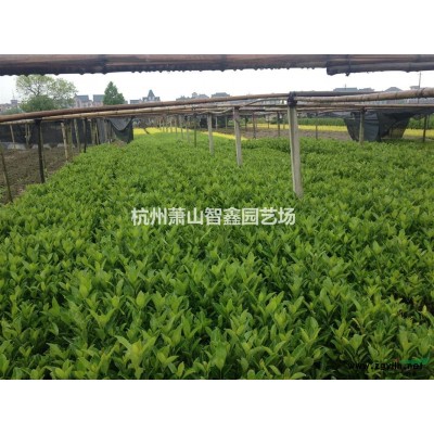 金叶络石盆栽