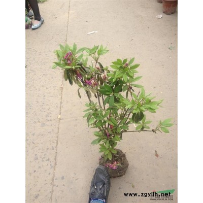 金森女贞扦插种苗