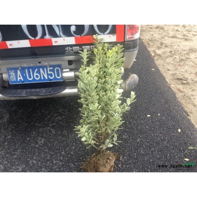 丰花月季苗--萧山色块苗