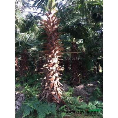 三角梅球4，1米高度1米冠幅，价格120元行情报价\三角梅球4，1米高度1米冠幅，价格120元图片展示