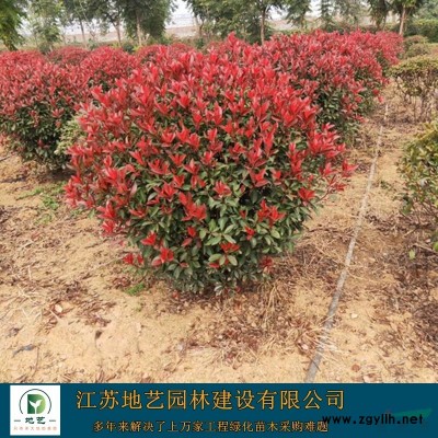 地艺苗圃大量供应国槐 江苏国槐基地 江苏国槐价格