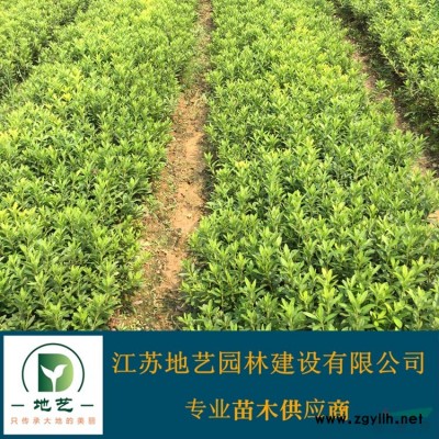 地艺苗圃大量供应高杆红叶石楠 江苏高杆红叶石楠价格