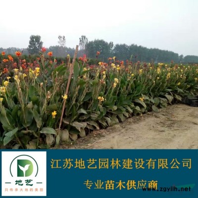 侧柏基地  地艺苗圃大量供应侧柏 江苏侧柏价格