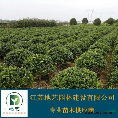江苏洒金柏 洒金柏价格 洒金柏基地 江苏地艺园林苗圃
