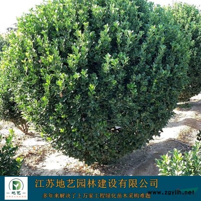龟甲冬青价格_龟甲冬青产地_龟甲冬青绿化苗木苗圃基地