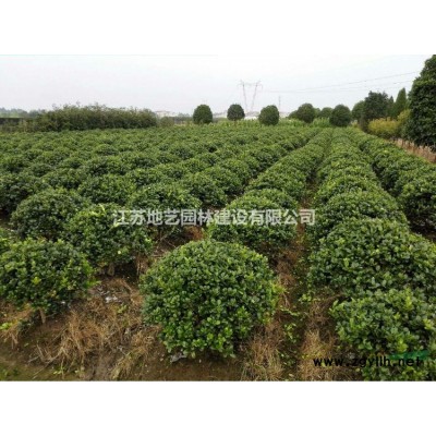 大量出售丹麦草，丹麦草基地，沭阳丹麦草，丹麦草价格