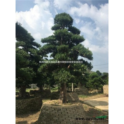 红叶石楠价格湖南红叶石楠红叶石楠小苗红叶石楠柱红叶石楠球价格
