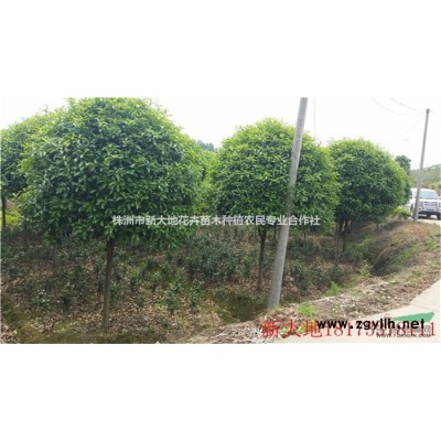 新大地狗年桂花苗木有惊喜10公分桂花树12-15公分桂花树