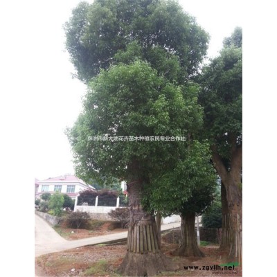 2018*手绿化苗木行情资讯茶花价格茶花小苗价格茶花球价格