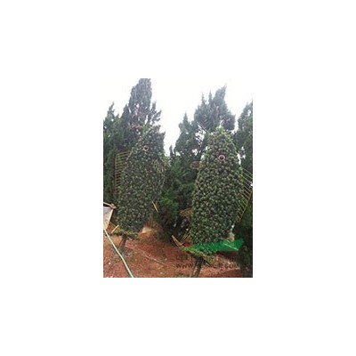 地径8公分10公分12公分罗汉松优质乔木湖南绿化苗木价格