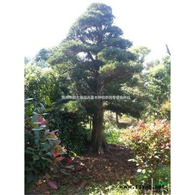 占地工程苗、垃圾桂花苗8公分10公分12公分全新待续上货中