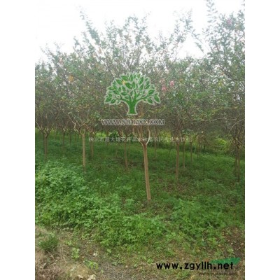 现货供应冠15CM高30CM的红花继木小苗、红叶石楠小苗价格