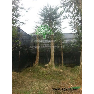 地径15公分罗汉松价格商机今日15公分全新罗汉松行情动态变化