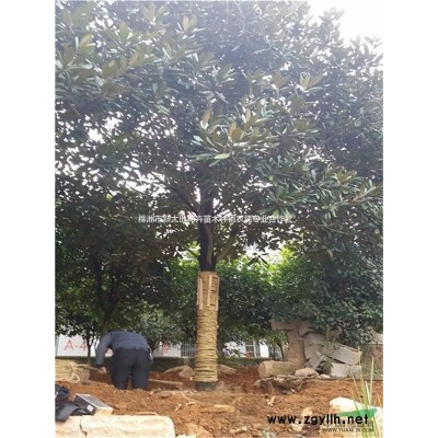 信誉保证湖南移栽桂花成活高精品移栽香樟好成活树形美质量高