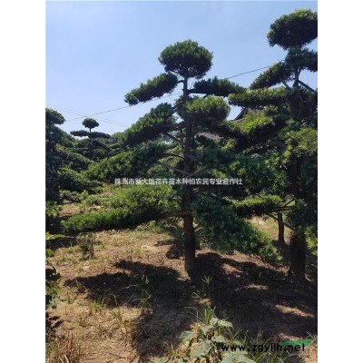 哪里的红花继木又多又便宜？造型红花继木价格
