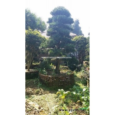 批发15公分桂花价格18公分桂花树价格20公分桂花高杆桂花树