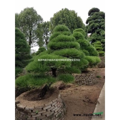 【罗汉松批发价格】【造型罗汉松批发价格】【湖南罗汉松大树】