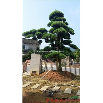 5公分桂花树，8公分桂花树，5-10公分桂花树