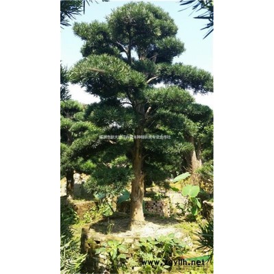 造景茶花树，茶花球、15公分罗汉松价格、罗汉松价格表