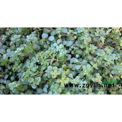 芡实、鸡头米、鸡头苞、鸡头莲