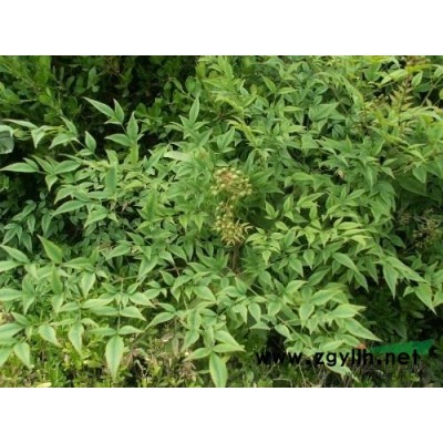 一叶兰、蜘蛛抱蛋、大叶万年青、竹叶盘、九龙盘、竹节伸筋