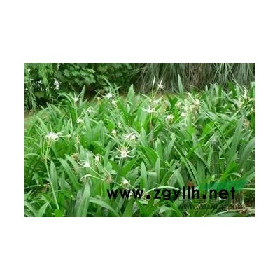 虎耳草、石荷叶、金线吊芙蓉、老虎耳、金丝荷叶、耳朵红