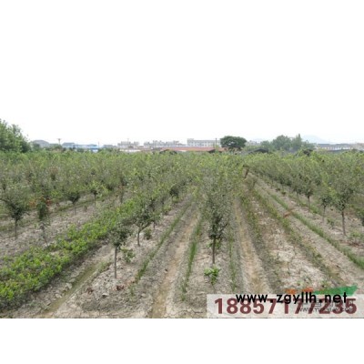 野茭白供应/野茭白图片