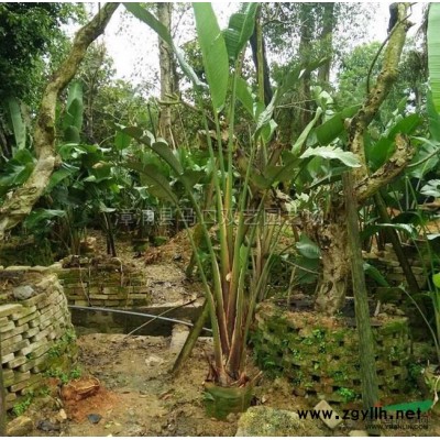 福建三角梅1，高度50-60公分，冠35-45公分，价格8元介绍