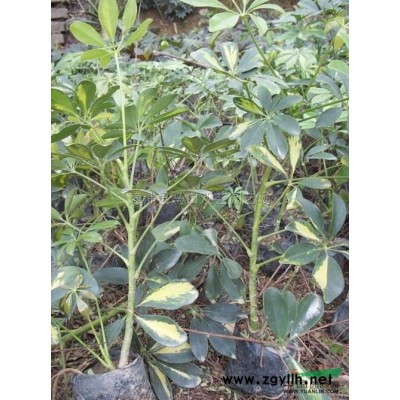 老人葵（华棕）3杆高3米，价格600元报价/福建老人葵（华棕）3杆高3米，价格600元报价