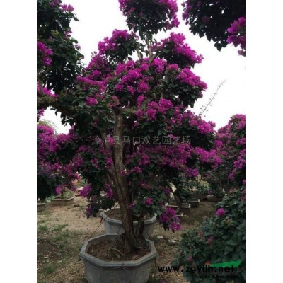 苏铁7行情报价\苏铁7图片展示