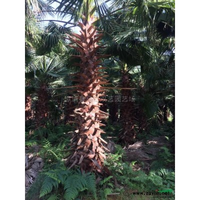 福建散尾葵2信息