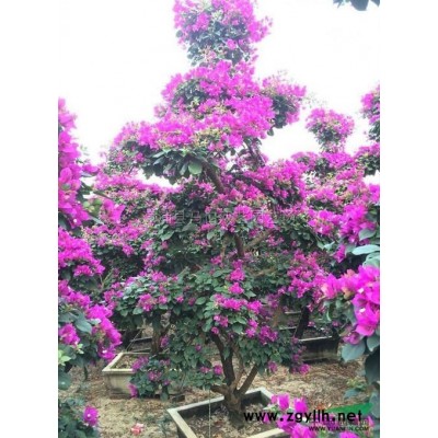 三角梅中国红3*新价格/三角梅中国红3报价