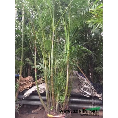 三角梅球，紫色2报价/福建三角梅球，紫色2报价