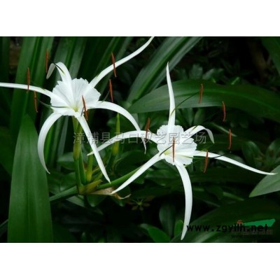 芒果2行情报价\芒果2图片展示