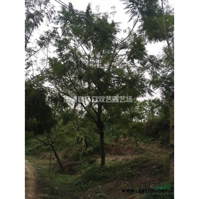 罗汉松3*新价格/罗汉松3报价