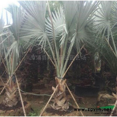 老人葵 （华棕）7行情报价\老人葵 （华棕）7图片展示