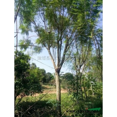 福建老人葵 （华棕）6