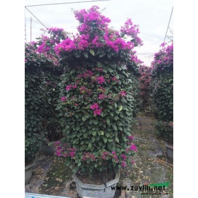 福建蓝花楹3信息