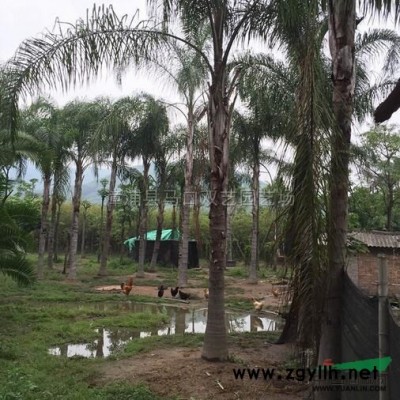 黄金香柳（黄金宝树、千层金）4行情报价\黄金香柳（黄金宝树、千层金）4图片展示