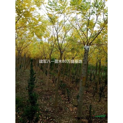龙柏造型价格 造型树供应 造型树报价