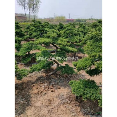 小叶黄杨苗行情报价\小叶黄杨苗图片展示