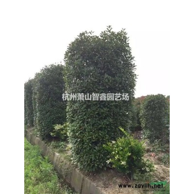 大叶黄杨小毛球