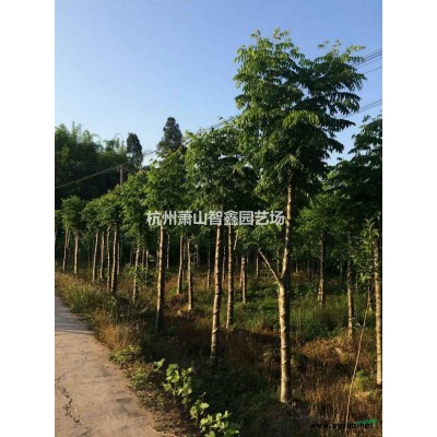 六道木盆栽苗--萧山小苗