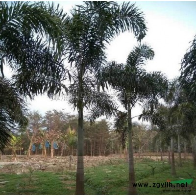 福建中东海枣（杆高3米5，冠幅4米，价格900）