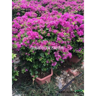 小叶榕桩景（米径40，高度3米，冠幅200）