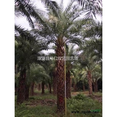 福建中东海枣（银海枣）6米杆高。